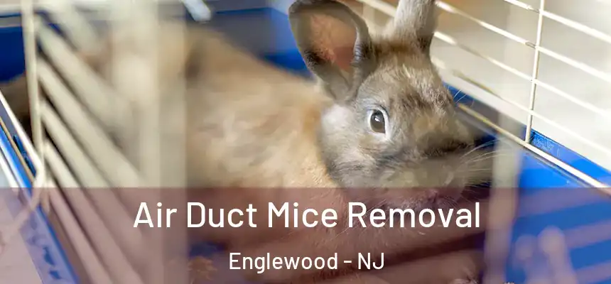 Air Duct Mice Removal Englewood - NJ